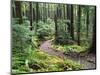 Trail to Soleduc Falls, Olympic National Park, Washington, USA-Charles Sleicher-Mounted Photographic Print