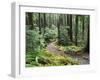 Trail to Soleduc Falls, Olympic National Park, Washington, USA-Charles Sleicher-Framed Photographic Print