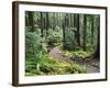 Trail to Soleduc Falls, Olympic National Park, Washington, USA-Charles Sleicher-Framed Photographic Print