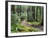 Trail to Soleduc Falls, Olympic National Park, Washington, USA-Charles Sleicher-Framed Photographic Print