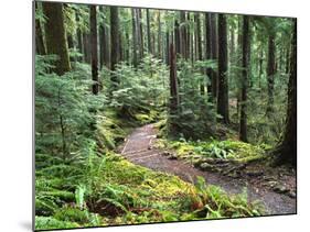 Trail to Soleduc Falls, Olympic National Park, Washington, USA-Charles Sleicher-Mounted Photographic Print