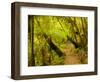 Trail, Waitakere Range Regional Park, North Island, New Zealand-Cathy & Gordon Illg-Framed Photographic Print