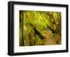 Trail, Waitakere Range Regional Park, North Island, New Zealand-Cathy & Gordon Illg-Framed Photographic Print