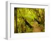 Trail, Waitakere Range Regional Park, North Island, New Zealand-Cathy & Gordon Illg-Framed Photographic Print