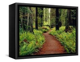 Trail Winding Through Redwoods-Darrell Gulin-Framed Stretched Canvas