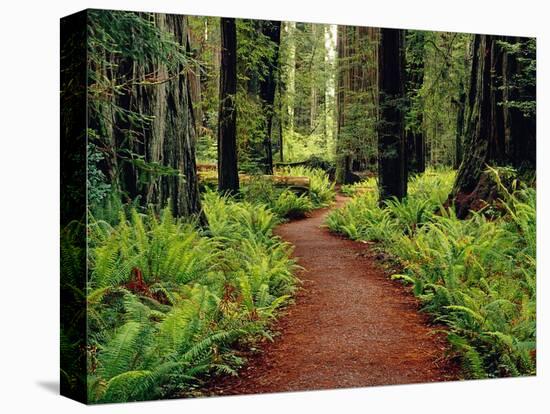 Trail Winding Through Redwoods-Darrell Gulin-Stretched Canvas