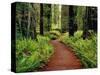 Trail Winding Through Redwoods-Darrell Gulin-Stretched Canvas
