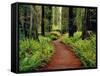 Trail Winding Through Redwoods-Darrell Gulin-Framed Stretched Canvas