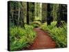 Trail Winding Through Redwoods-Darrell Gulin-Stretched Canvas