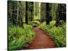 Trail Winding Through Redwoods-Darrell Gulin-Stretched Canvas