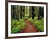 Trail Winding Through Redwoods-Darrell Gulin-Framed Photographic Print