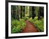 Trail Winding Through Redwoods-Darrell Gulin-Framed Photographic Print