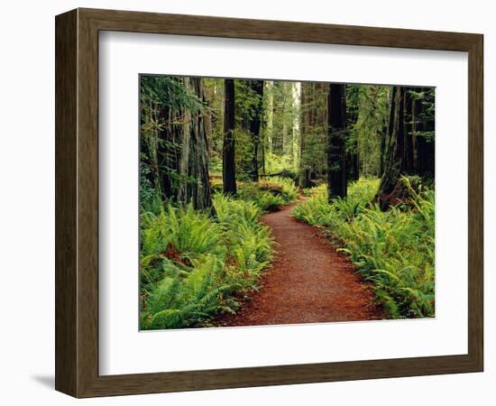 Trail Winding Through Redwoods-Darrell Gulin-Framed Photographic Print