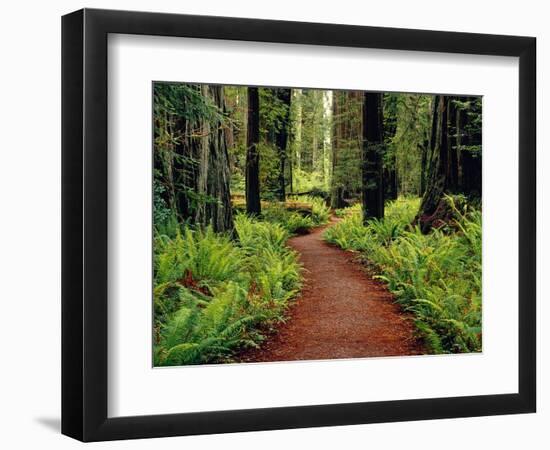 Trail Winding Through Redwoods-Darrell Gulin-Framed Photographic Print