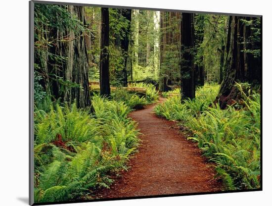 Trail Winding Through Redwoods-Darrell Gulin-Mounted Photographic Print