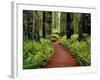 Trail Winding Through Redwoods-Darrell Gulin-Framed Photographic Print