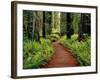 Trail Winding Through Redwoods-Darrell Gulin-Framed Photographic Print