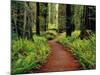 Trail Winding Through Redwoods-Darrell Gulin-Mounted Photographic Print