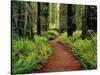 Trail Winding Through Redwoods-Darrell Gulin-Stretched Canvas