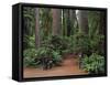 Trailhead into Redwood Forest-James Randklev-Framed Stretched Canvas