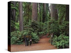 Trailhead into Redwood Forest-James Randklev-Stretched Canvas