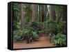 Trailhead into Redwood Forest-James Randklev-Framed Stretched Canvas