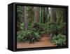 Trailhead into Redwood Forest-James Randklev-Framed Stretched Canvas