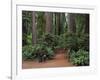 Trailhead into Redwood Forest-James Randklev-Framed Photographic Print