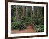 Trailhead into Redwood Forest-James Randklev-Framed Photographic Print