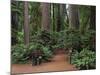 Trailhead into Redwood Forest-James Randklev-Mounted Photographic Print