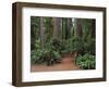 Trailhead into Redwood Forest-James Randklev-Framed Photographic Print