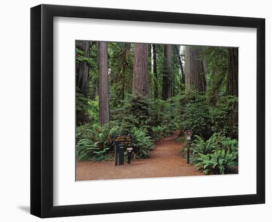 Trailhead into Redwood Forest-James Randklev-Framed Photographic Print