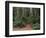 Trailhead into Redwood Forest-James Randklev-Framed Photographic Print