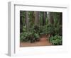 Trailhead into Redwood Forest-James Randklev-Framed Photographic Print