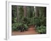 Trailhead into Redwood Forest-James Randklev-Framed Photographic Print