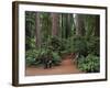 Trailhead into Redwood Forest-James Randklev-Framed Photographic Print