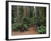 Trailhead into Redwood Forest-James Randklev-Framed Photographic Print