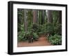 Trailhead into Redwood Forest-James Randklev-Framed Photographic Print