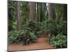 Trailhead into Redwood Forest-James Randklev-Mounted Photographic Print