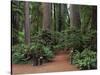Trailhead into Redwood Forest-James Randklev-Stretched Canvas