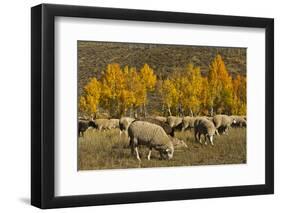 Trailing of the Sheep Festival, Autumn, Ketchum, Idaho, USA-Michel Hersen-Framed Photographic Print