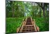 Trails at Indiana Dunes National Park-zrfphoto-Mounted Photographic Print