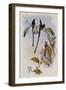 Train-Bearer, Lesbia Amaryllis-John Gould-Framed Giclee Print