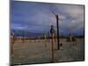 Train Graveyard, Uyuni, Bolivia, South America-Colin Brynn-Mounted Photographic Print