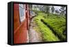 Train Journey Through Tea Plantations-Matthew Williams-Ellis-Framed Stretched Canvas