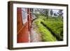 Train Journey Through Tea Plantations-Matthew Williams-Ellis-Framed Photographic Print