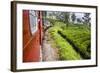 Train Journey Through Tea Plantations-Matthew Williams-Ellis-Framed Photographic Print