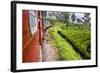 Train Journey Through Tea Plantations-Matthew Williams-Ellis-Framed Photographic Print