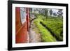 Train Journey Through Tea Plantations-Matthew Williams-Ellis-Framed Photographic Print