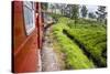 Train Journey Through Tea Plantations-Matthew Williams-Ellis-Stretched Canvas